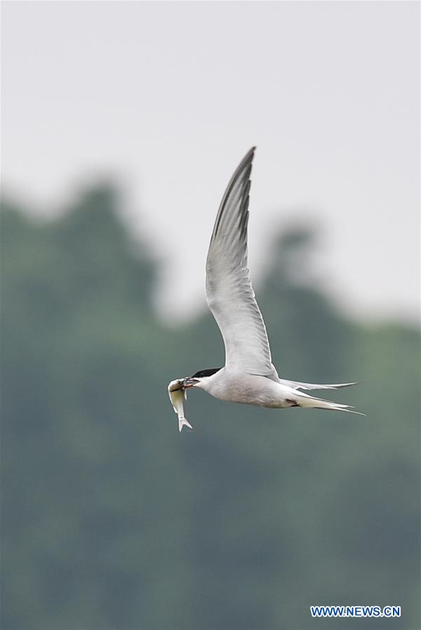 CHINA-JIANGSU-WETLAND-BIRDS (CN)