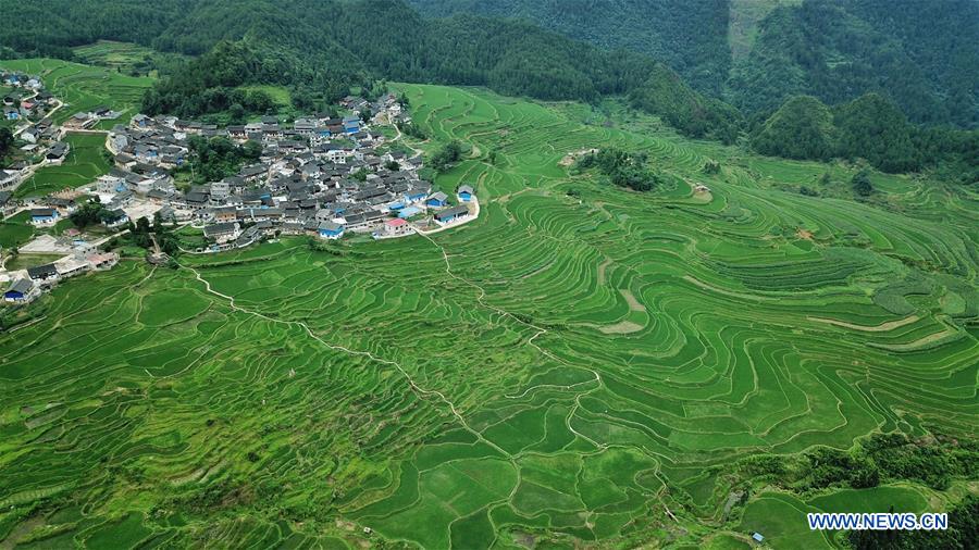 CHINA-GUIZHOU-DANZHAI-TERRACED FIELD-SCENERY (CN)