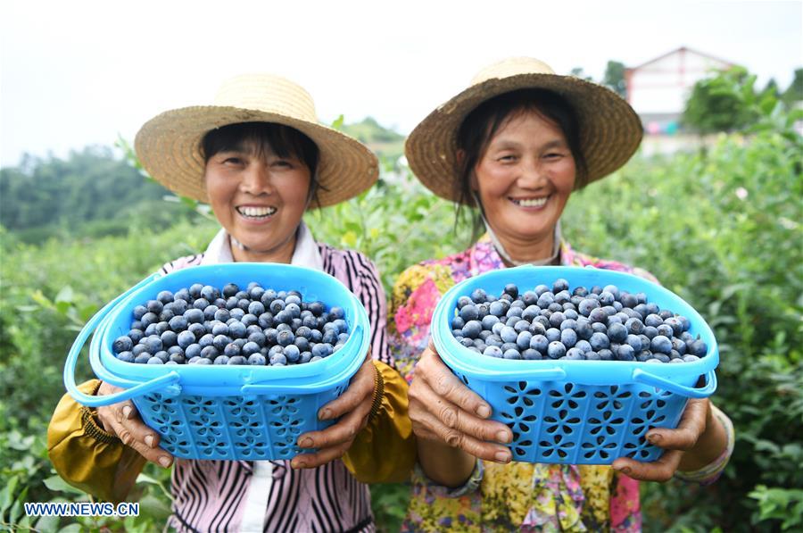 CHINA-CHONGQING-BLUEBERRY INDUSTRY-RURAL DEVELOPMENT (CN)