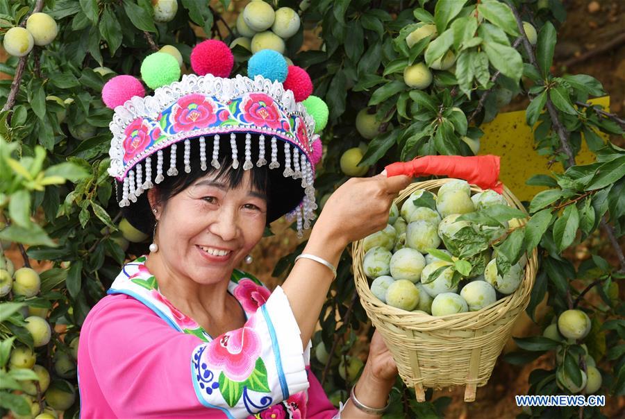 CHINA-YUNNAN-YUANMOU-FRUIT-HARVEST (CN)