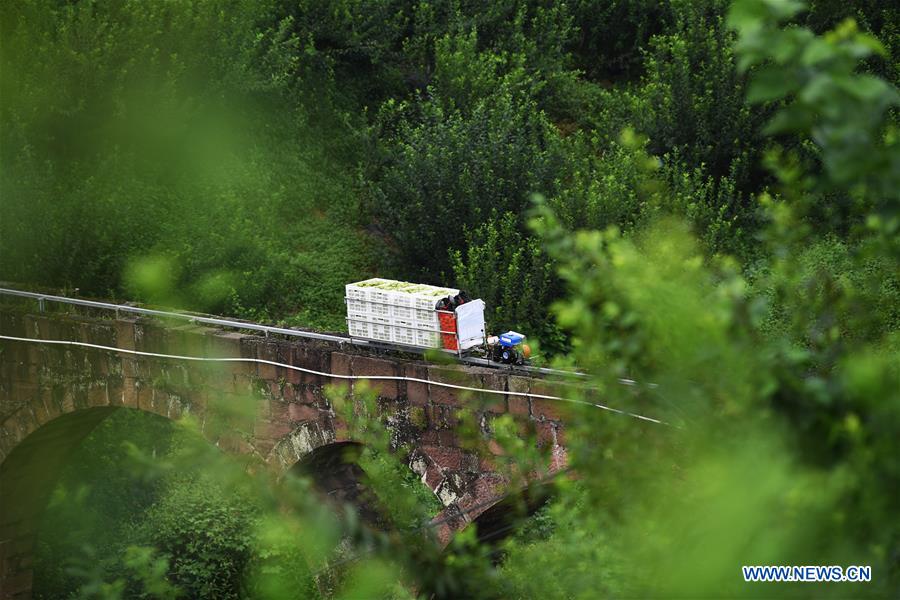 CHINA-CHONGQING-PLUM-HARVEST (CN)