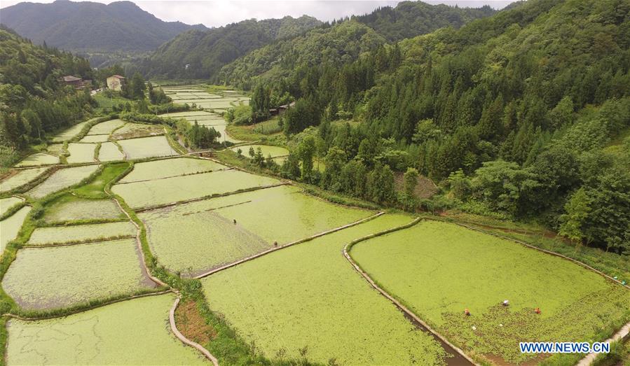 CHINA-CHONGQING-SHIZHU-WATER SHIELD(CN)