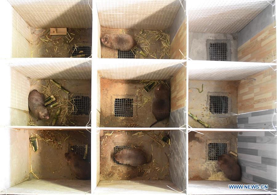 CHINA-GUANGXI-BAMBOO RAT-BREEDING(CN)