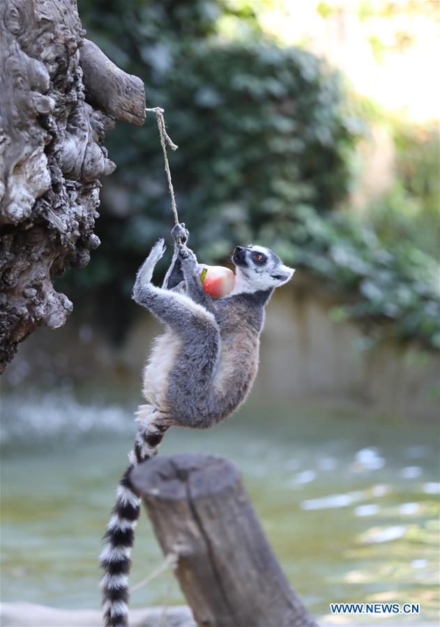 ITALY-ROME-ZOO-ANIMALS-HEAT