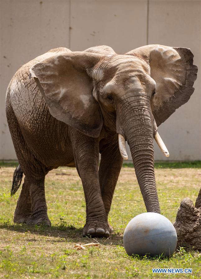 U.S.-MILWAUKEE-ZOO-ELEPHANT