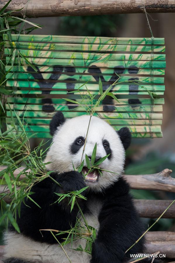 MALAYSIA-KUALA LUMPUR-GIANT PANDA CUB-NAMING-YI YI