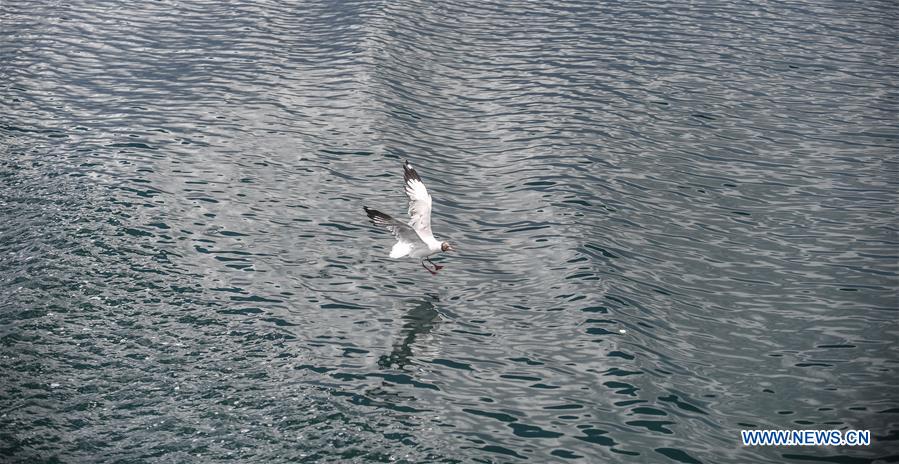 CHINA-TIBET-NGARI-BIRD (CN)