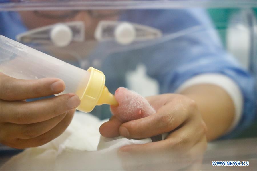 BELGIUM-BRUGELETTE-PANDA CUBS-BIRTH