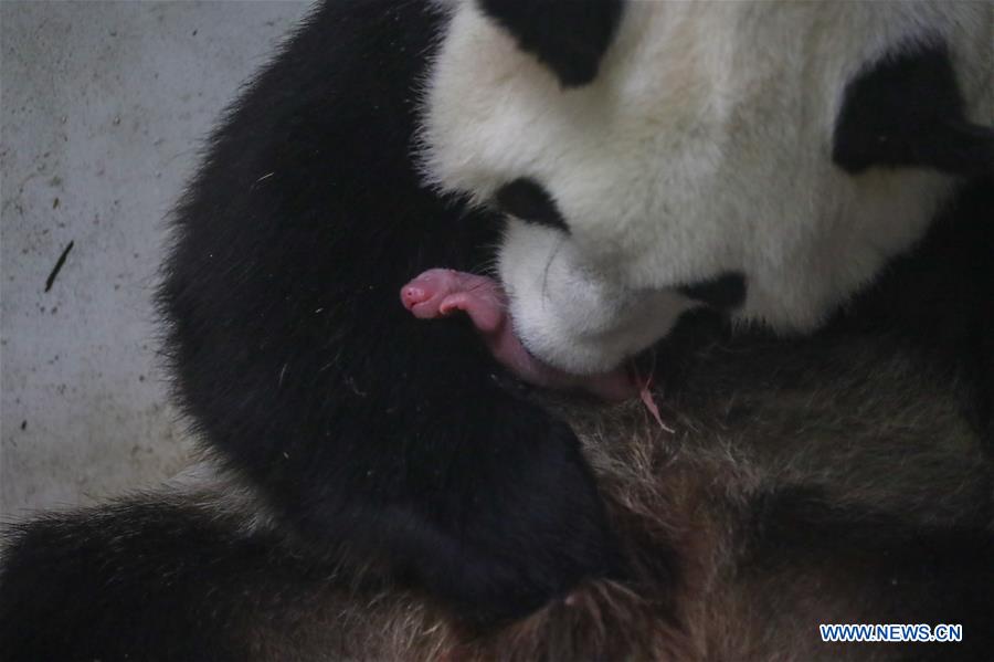 BELGIUM-BRUGELETTE-PANDA CUBS-BIRTH