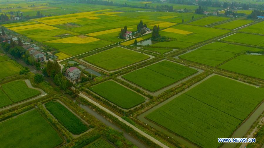 CHINA-HUNAN-NANXIAN-PADDY FIELD (CN)