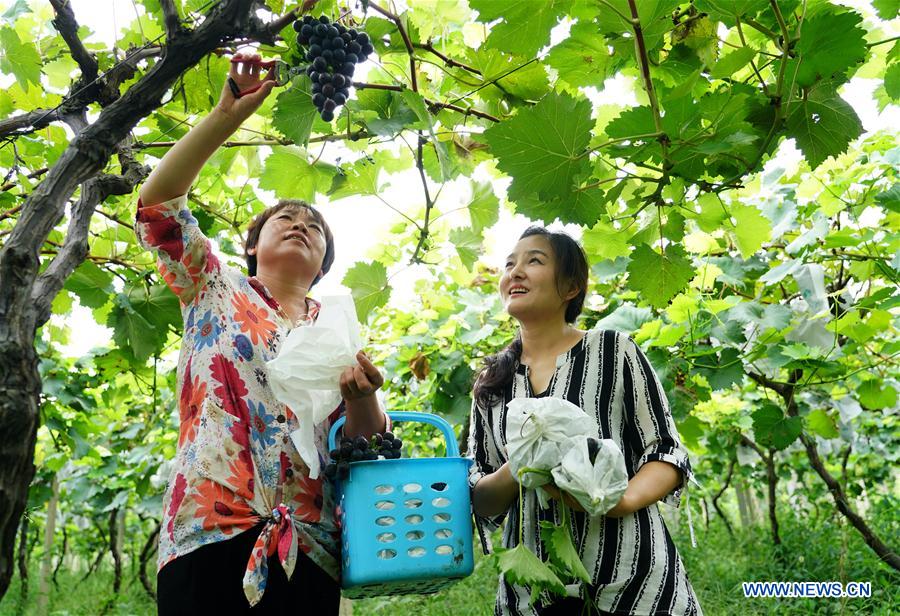 CHINA-SHAANXI-XI'AN-GRAPE PLANTING (CN)