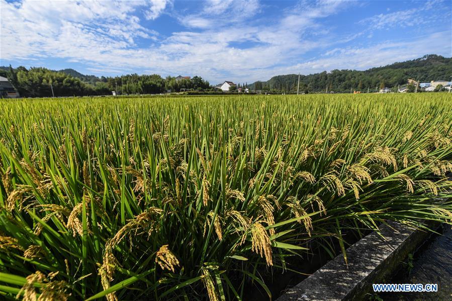 CHINA-ZHEJIANG-HANGZHOU-RICE-HARVEST (CN)