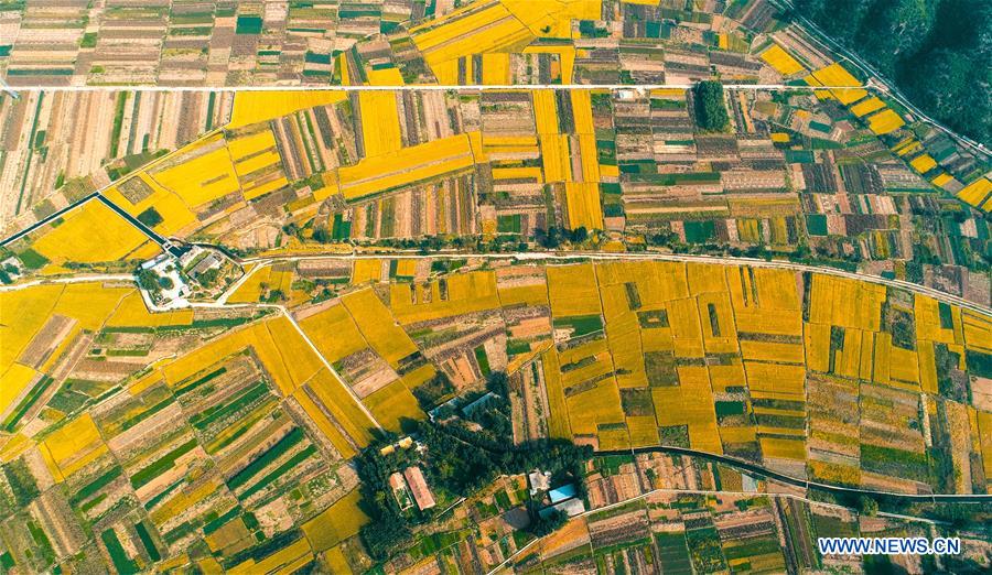 CHINA-HEBEI-HANDAN-RICE-HARVEST (CN)