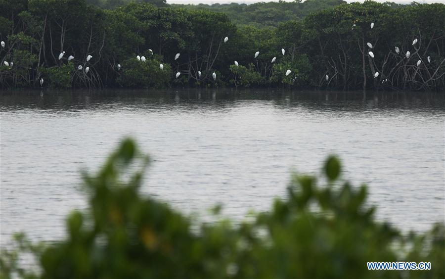 CHINA-HAINAN-MANGROVE-RESERVE (CN)