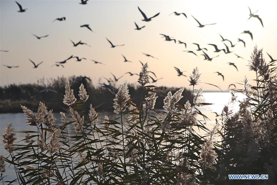 CHINA-INNER MONGOLIA-JUYANHAI LAKE-SCENERY (CN)