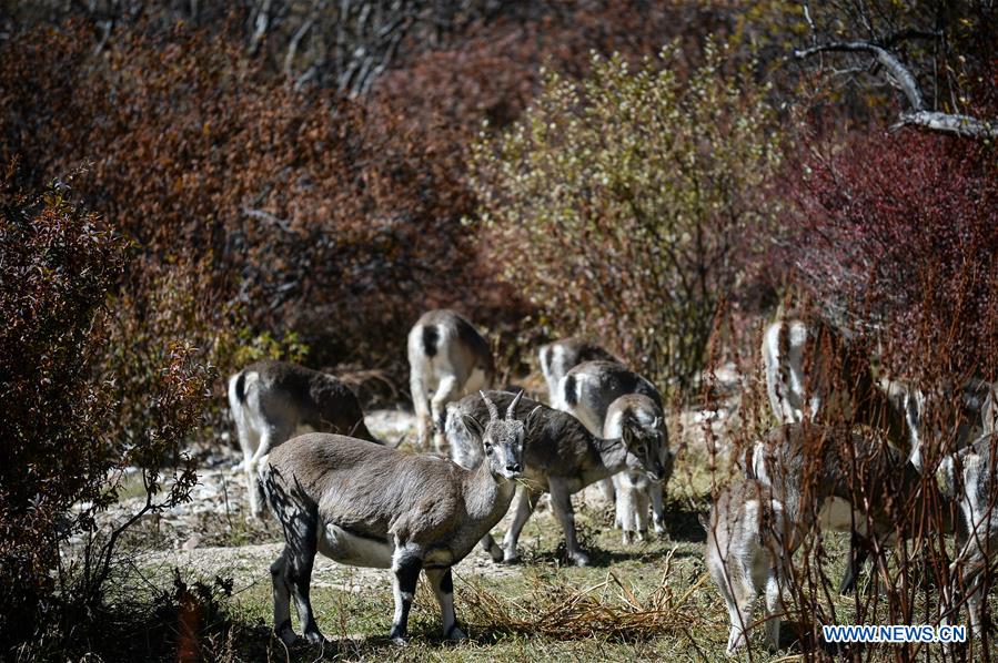 CHINA-SICHUAN-DAOCHENG- AUTUMN SCENERY (CN)