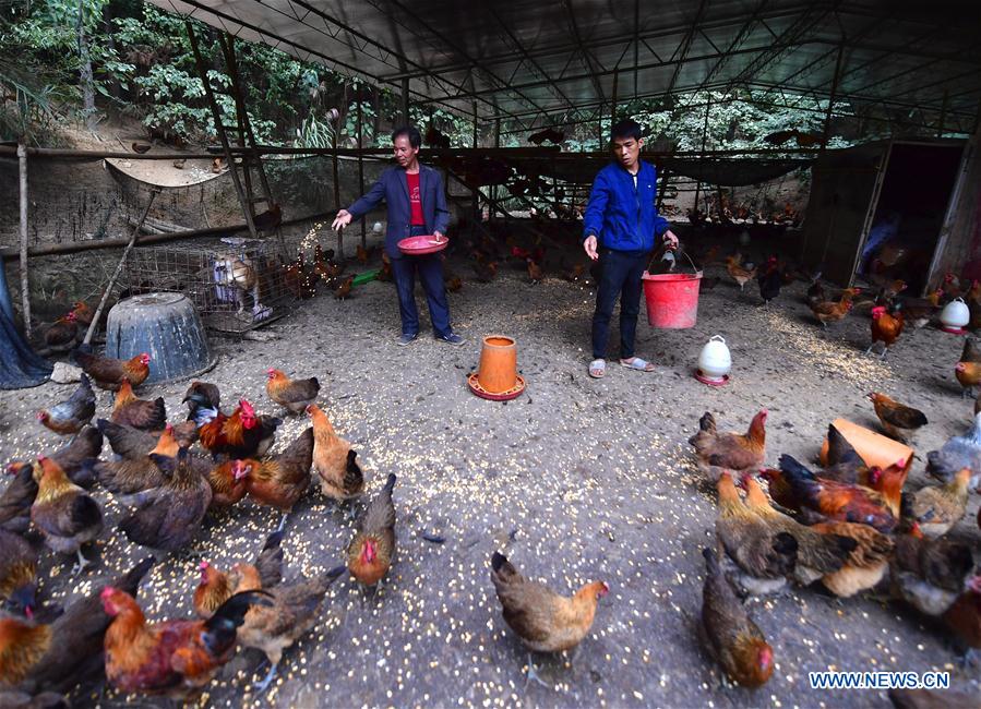 CHINA-GUANGXI-RONG'AN-CHICKEN FARM-POVERTY ALLEVIATION (CN)