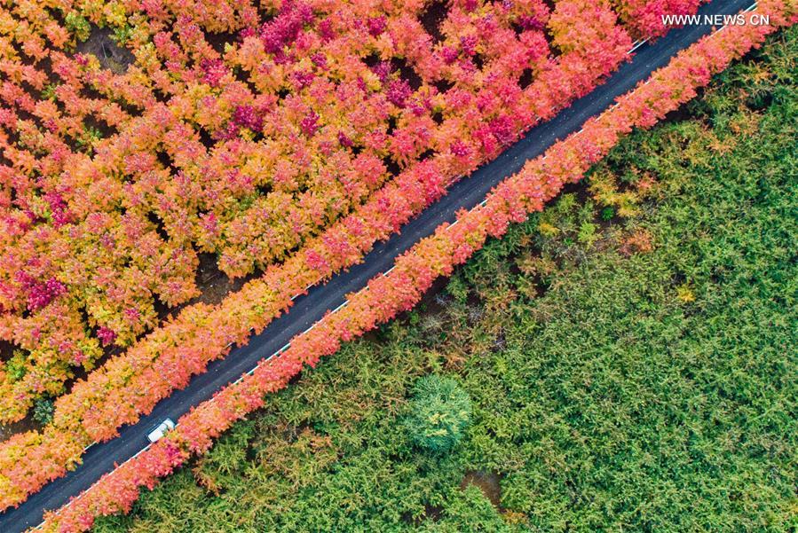 CHINA-HEBEI-HANDAN-MAPLE (CN)