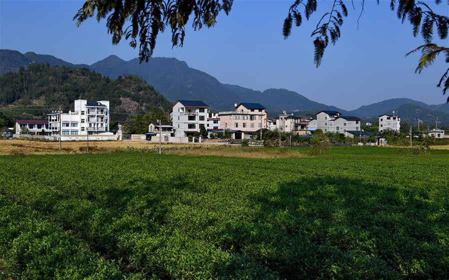 CHINA-FUJIAN-WUYISHAN-TEA-COOPERATIVE (CN)