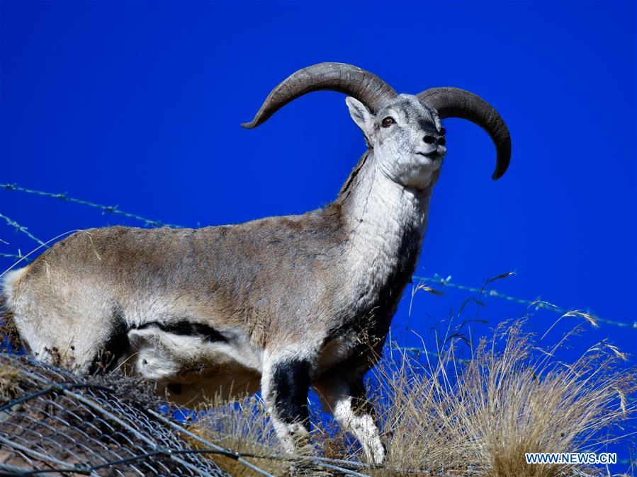 CHINA-QINGHAI-GOLOG-WILDLIFE (CN)