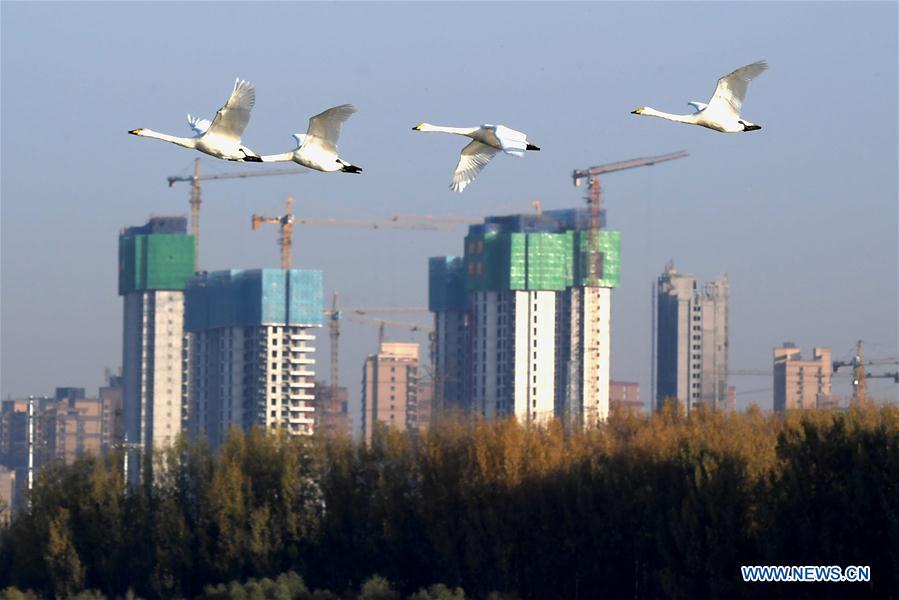 CHINA-HENAN-SANMENXIA-WHITE SWANS (CN)