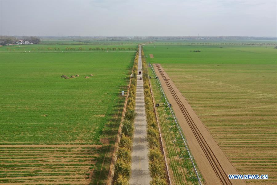 CHINA-HENAN-WINTER WHEAT-SCENERY (CN)