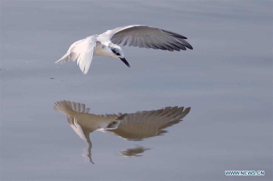 KUWAIT-KUWAIT CITY-NATURE-BIRDS