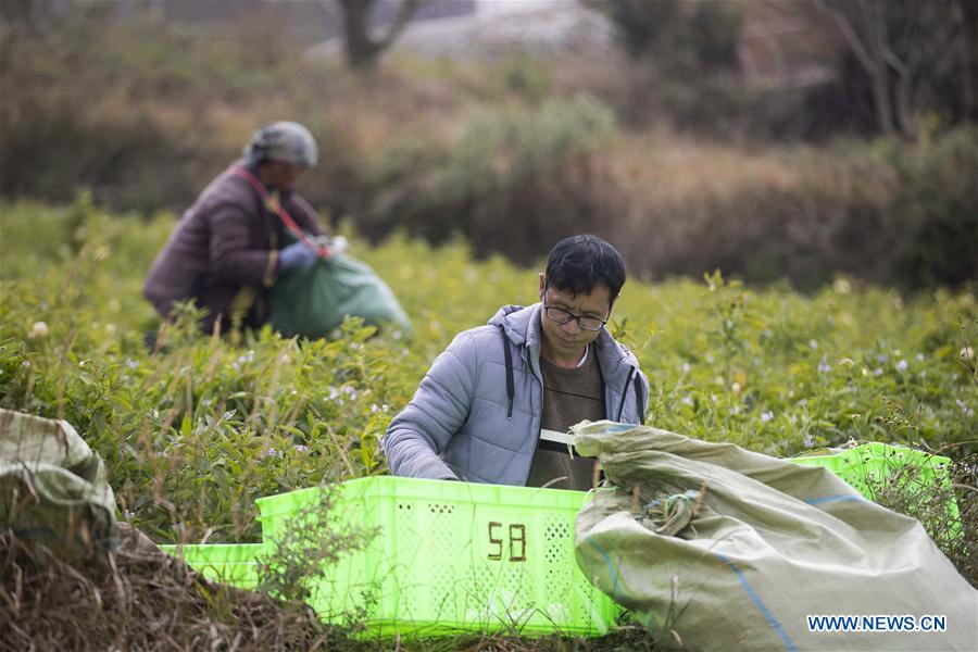 CHINA-YUNNAN-POVERTY ALLEVIATION-PEPINO MELON-INDUSTRY (CN)