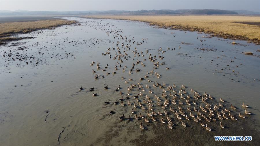 CHINA-ANHUI-SHENGJIN LAKE-MIGRANT BIRDS (CN)