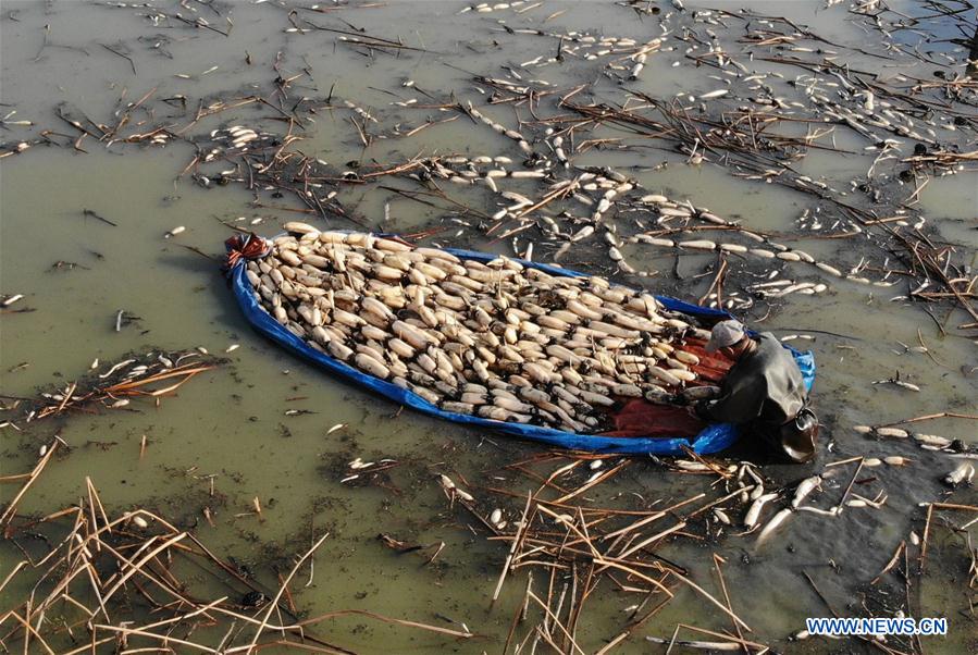 CHINA-ANHUI-LOTUS ROOT-HARVEST (CN)