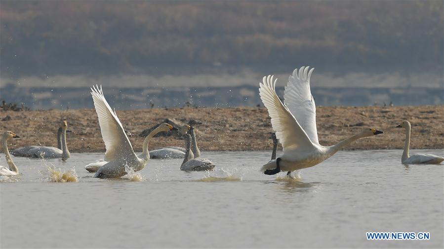 CHINA-JIANGXI-FUHE RIVER-MIGRANT BIRD (CN)