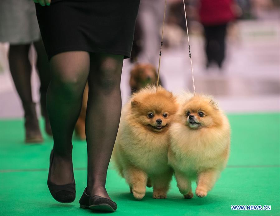 LITHUANIA-VILNIUS-DOG SHOW