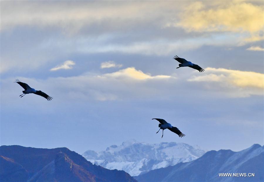 CHINA-LHASA-ECOLOGICAL PROTECTION-CRANES (CN)