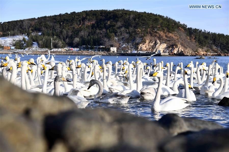 CHINA-SHANDONG-RONGCHENG-WHOOPER SWANS (CN)