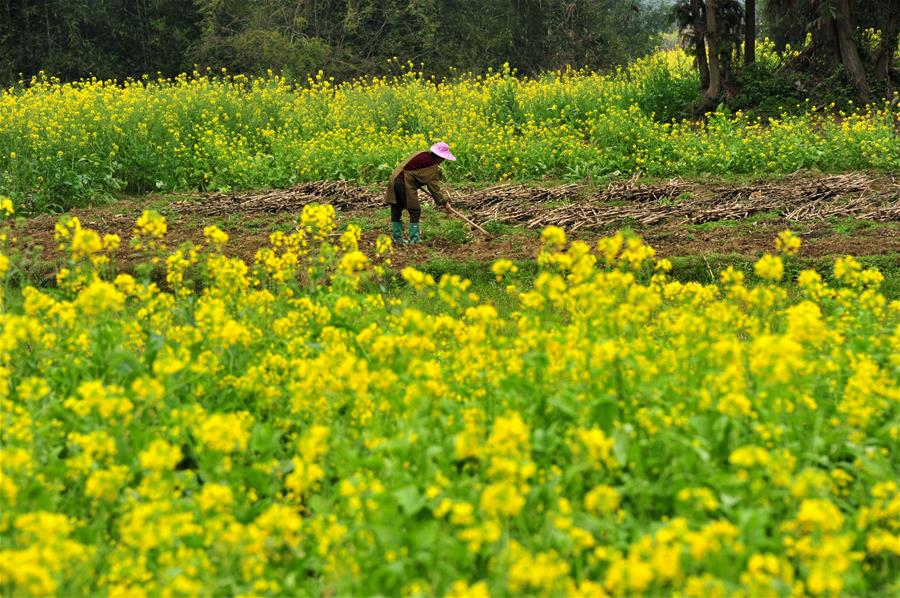 CHINA-SPRING PLOUGHING-AGRICULTURAL PRODUCTION (CN)