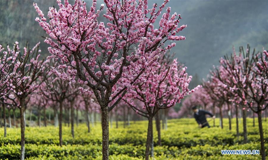 CHINA-SHAANXI-SPRING SCENERY (CN)