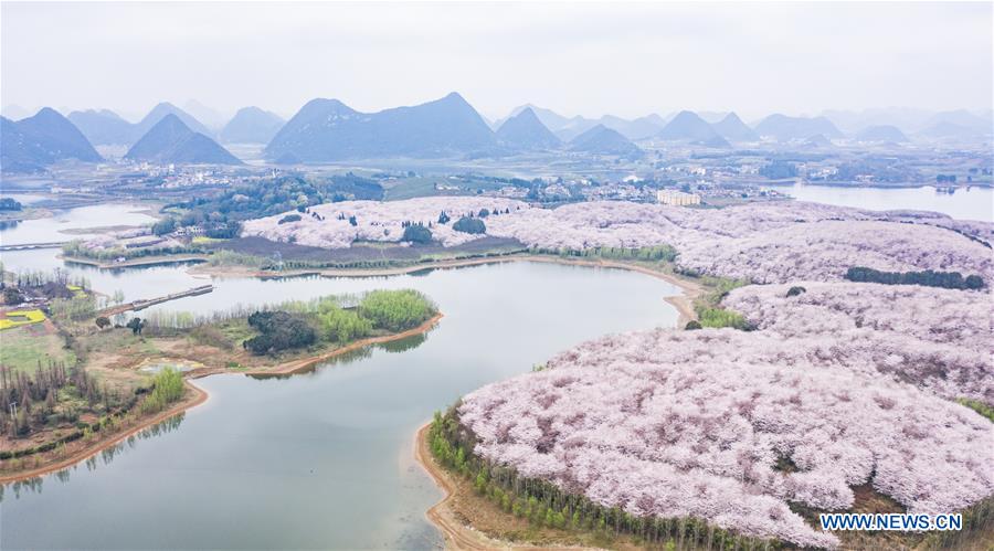 CHINA-GUIZHOU-GUIAN-CHERRY BLOSSOMS (CN)