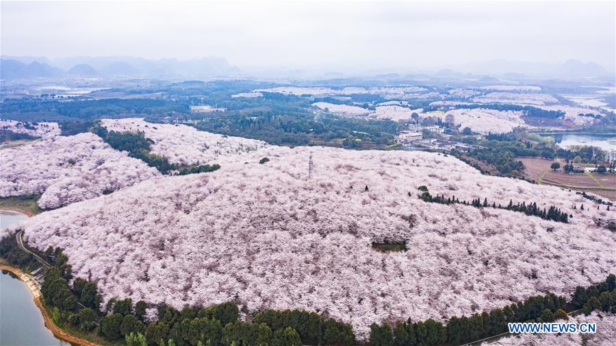 CHINA-GUIZHOU-GUIAN-CHERRY BLOSSOMS (CN)