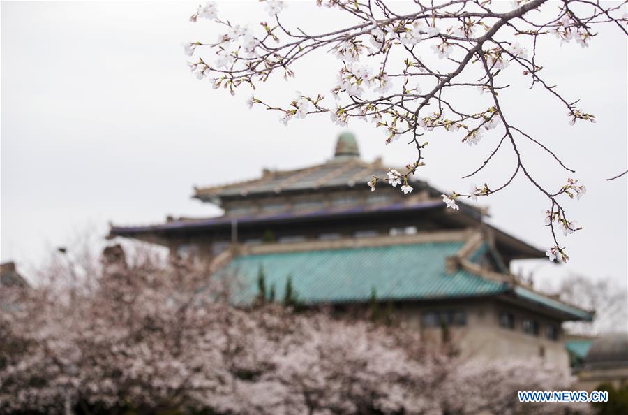 CHINA-HUBEI-WUHAN UNIVERSITY-CHERRY BLOSSOMS (CN)