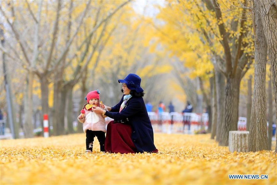 #CHINA-JIANGSU-GINKGO TREES (CN)