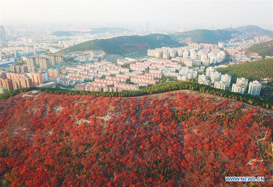 CHINA-SHANDONG-JINAN-AUTUMN SCENERY (CN)