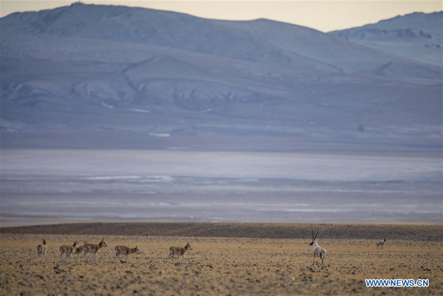 (InTibet)CHINA-WILDLIFE-TIBETAN ANTELOPE-HABITAT (CN)