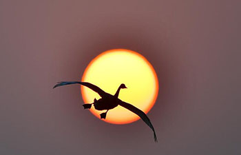 Swans fly past sun over farm at bank of Poyang Lake in China's Jiangxi