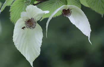 Flowers of Chinese dove tree bloom