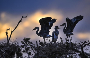 Grey herons seen in NW China's Shaanxi