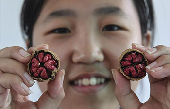 Planting of walnut with red kernels lifts locals out of poverty in China's Shaanxi