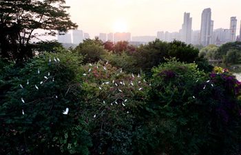 Egrets fly over lake in Bihu ecological garden of Zhangzhou, SE China