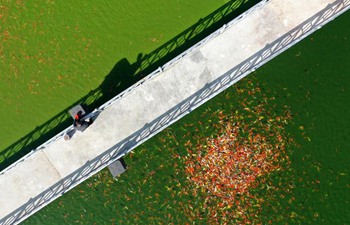 Pet fish economy developed to boost locals' income in China's Henan