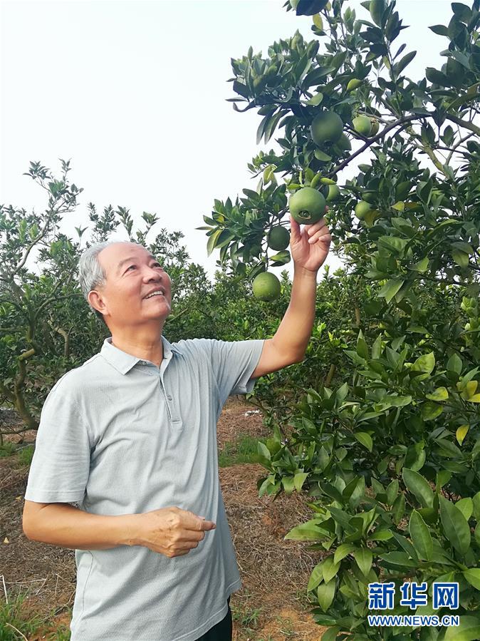 （在习近平新时代中国特色社会主义思想指引下·庆祝改革开放40周年·协调发展·图文互动）（5）脐橙“三变”见证40年变迁