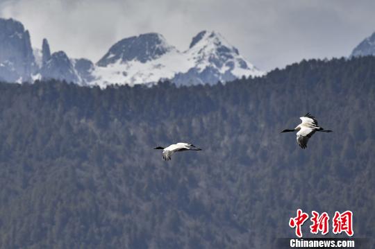 图为在纳帕海湿地上空飞翔的黑颈鹤?！×跞窖?摄